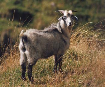 Goat1